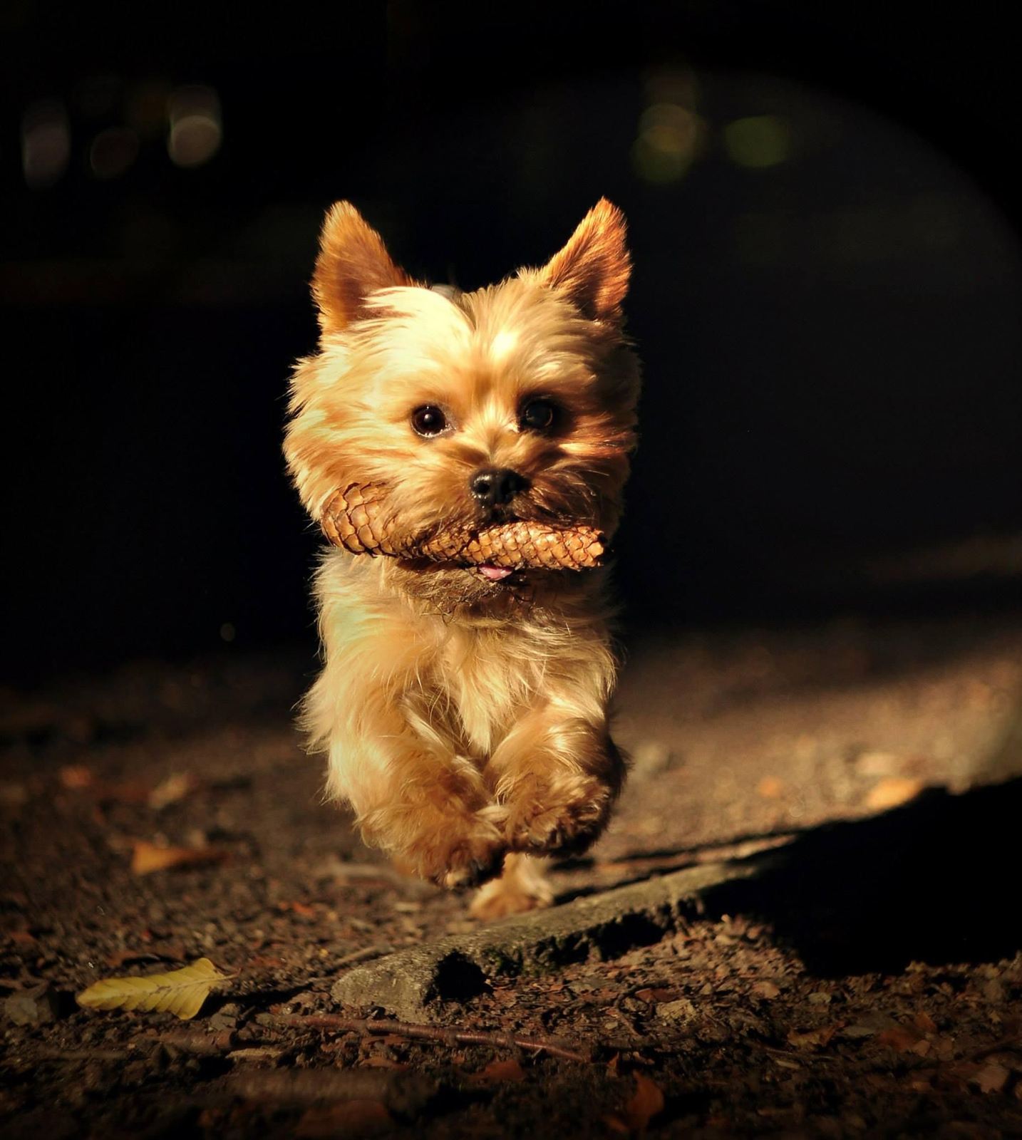 A Yorkshire terrier running with a toy at sunset
