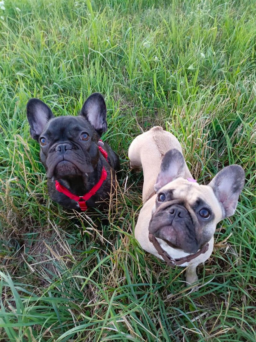 Two French bulldogs in the long grass