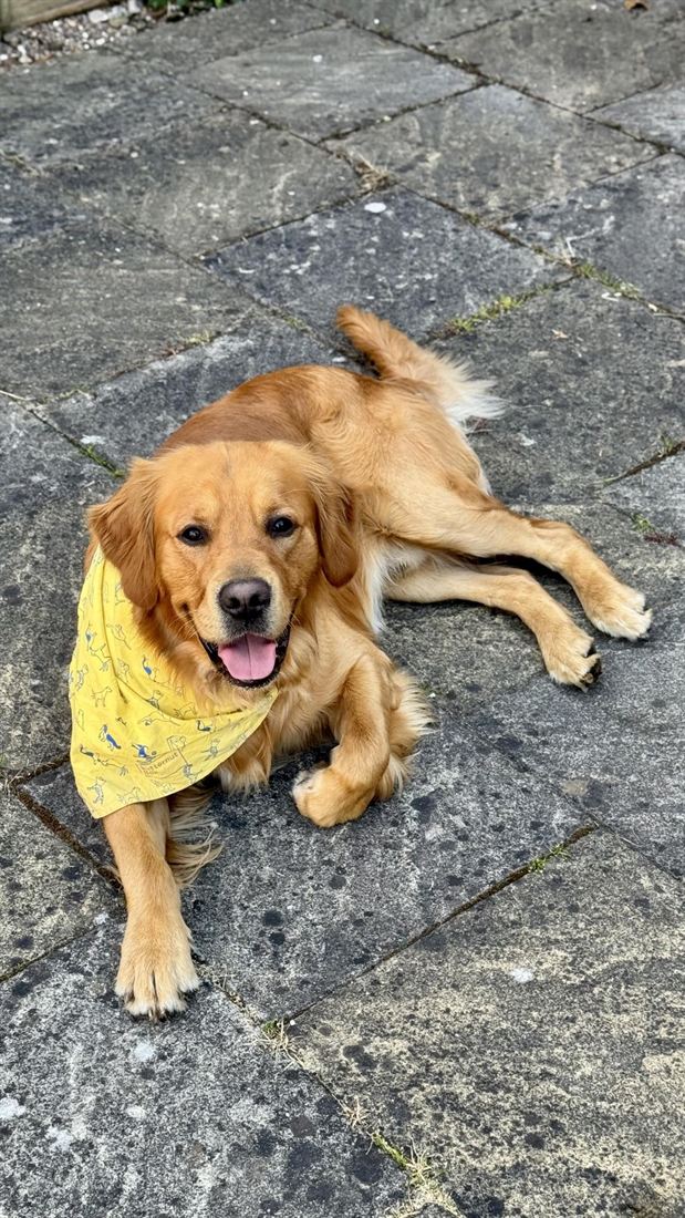 A golden retriever in a yellow bandana relaxing on the patio
