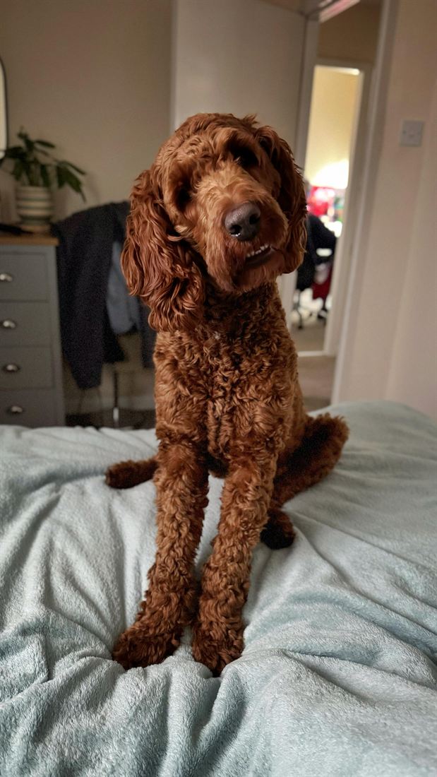 A chocolate poodle sitting on the bed