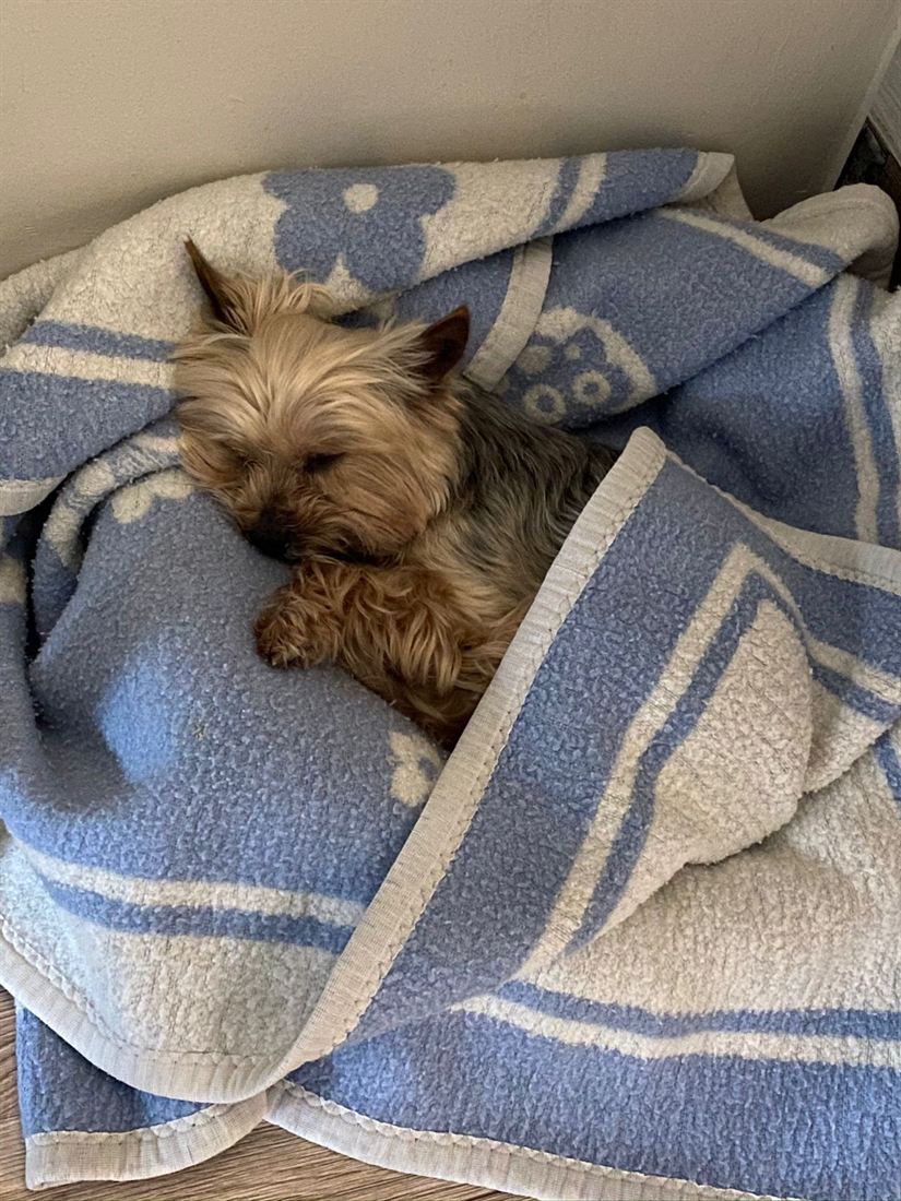 A Yorkshire terrier snuggled in a blanket