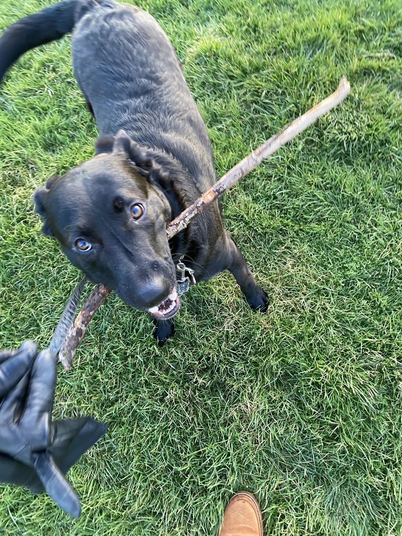 A black dog playing with a stick on the grass