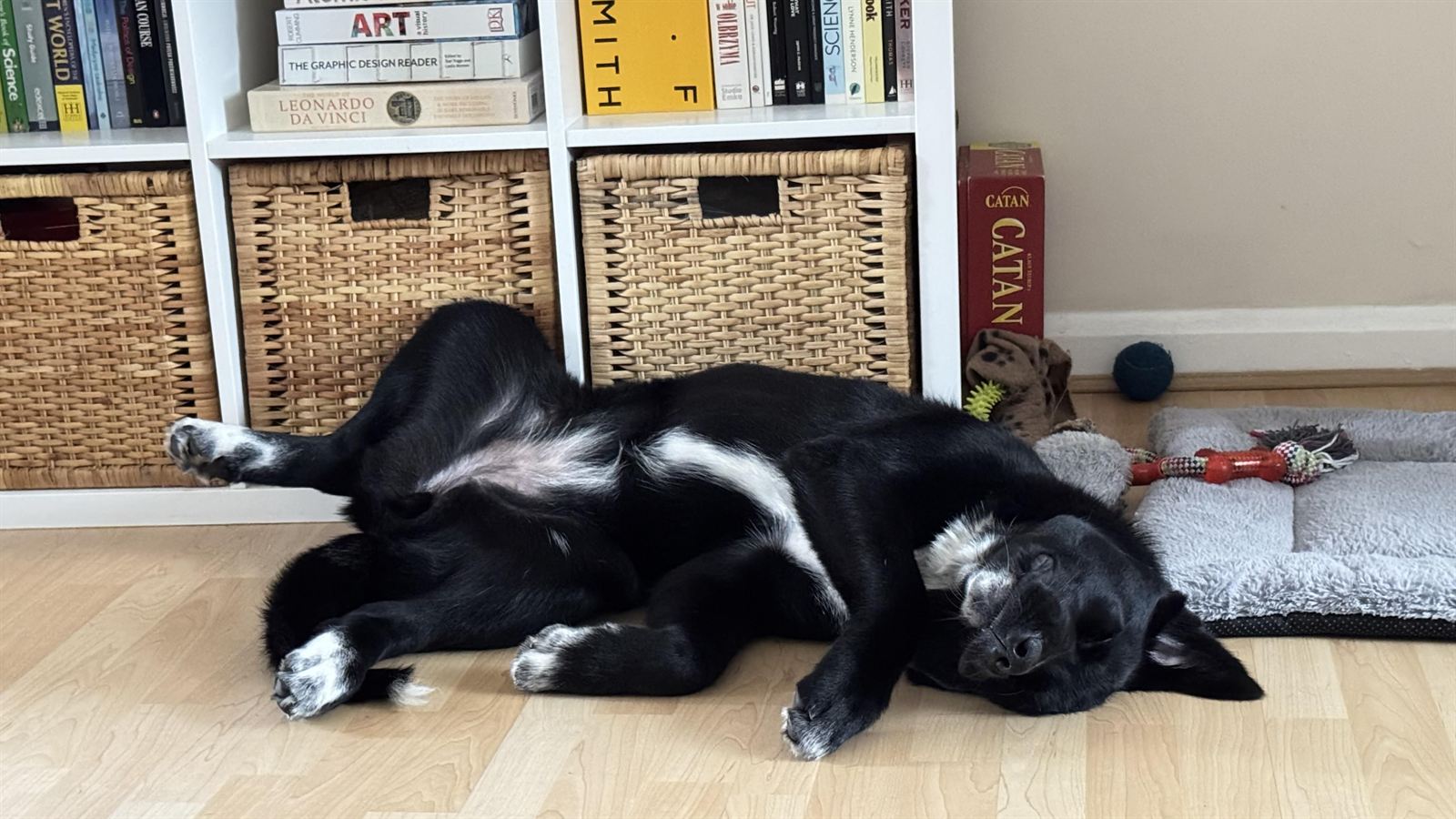 A dog stretched out asleep on the living room floor