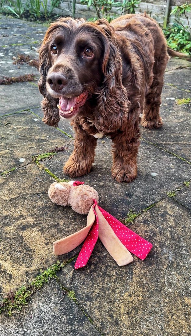 A cocker spaniel with a toy in the garden