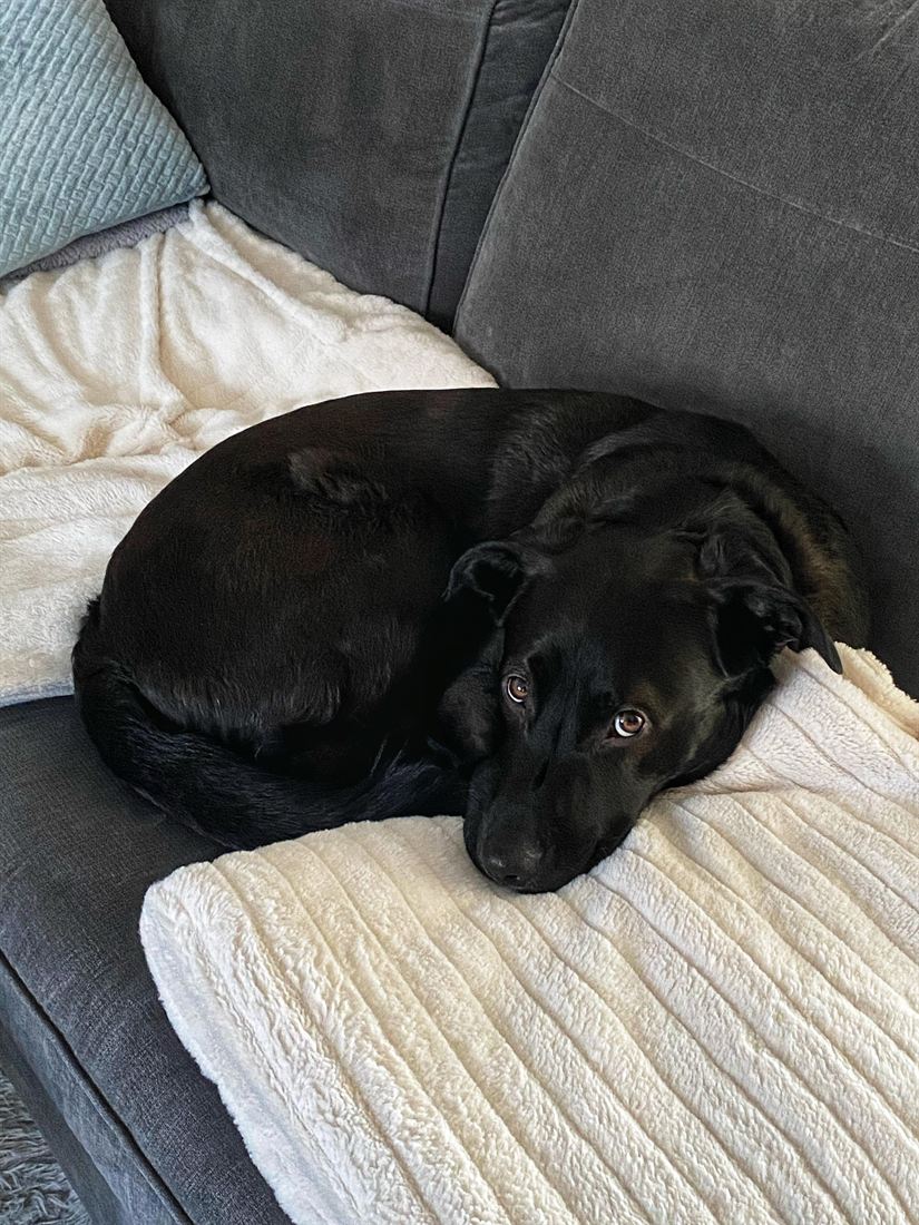 A black Labrador resting on the sofa