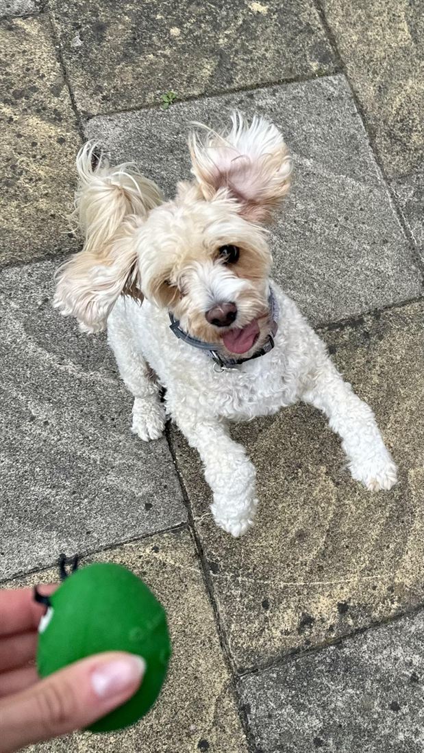 A fluffy white dog waiting for the ball
