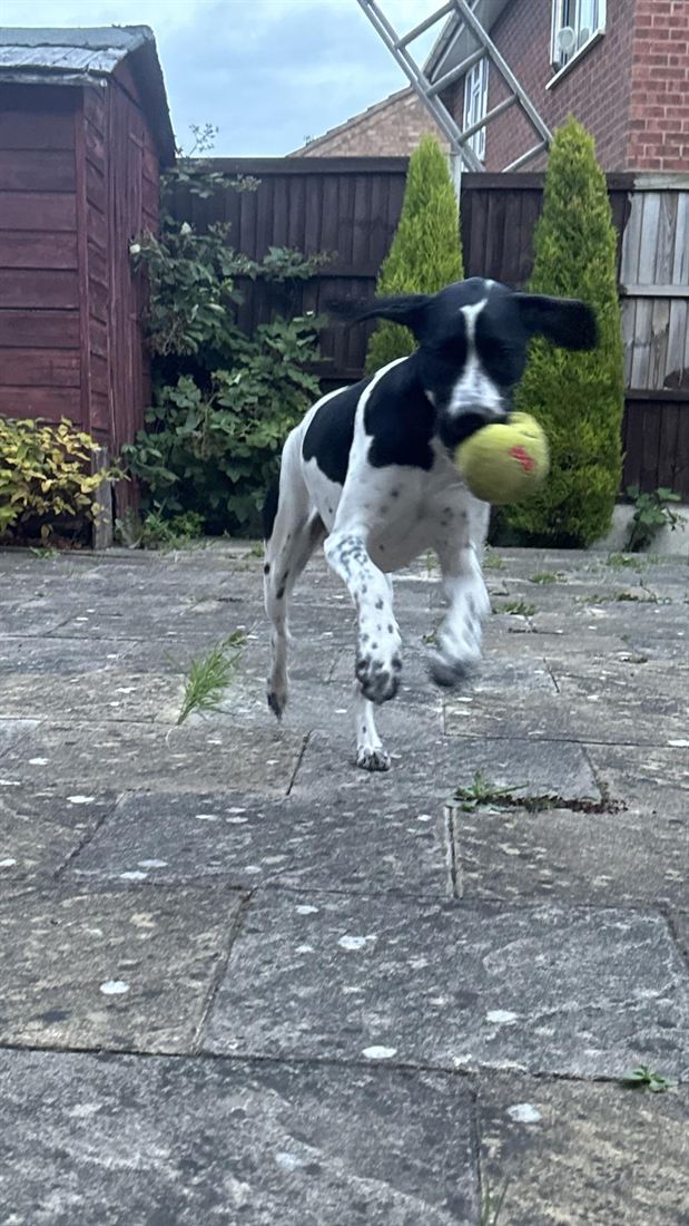 A spotted pointer leaping for a ball in the garden