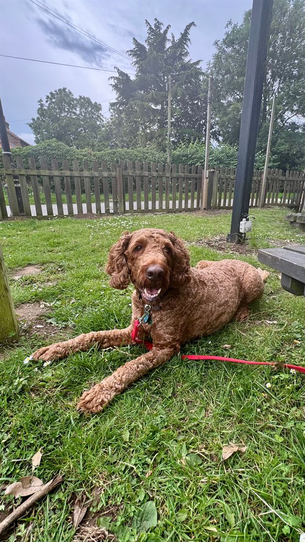 A cockapoo lying on the lawn