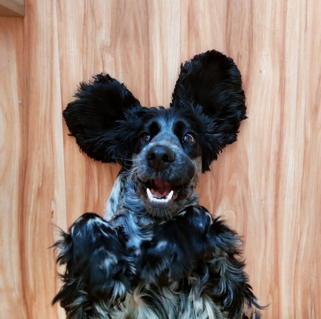 A spaniel mid-jump with ears flying