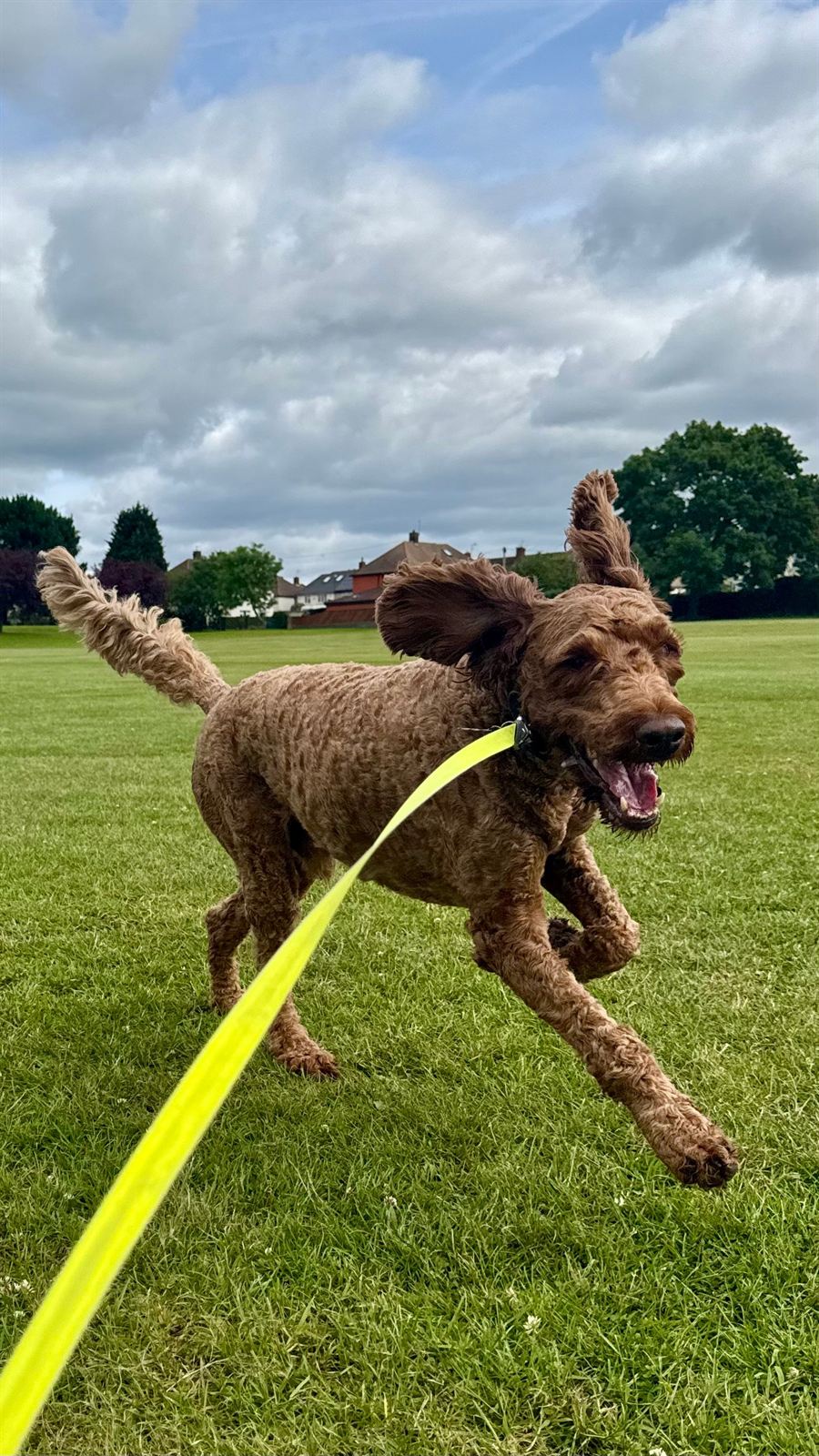 A happy curly-haired dog running across the park on a lead
