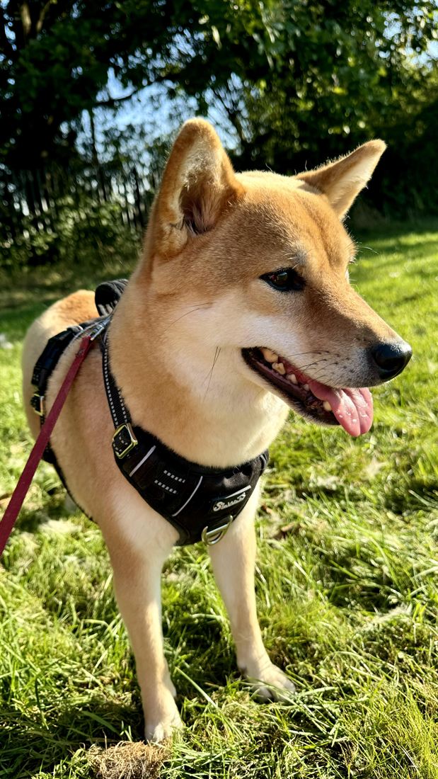 A smiling Shiba Inu on a walk