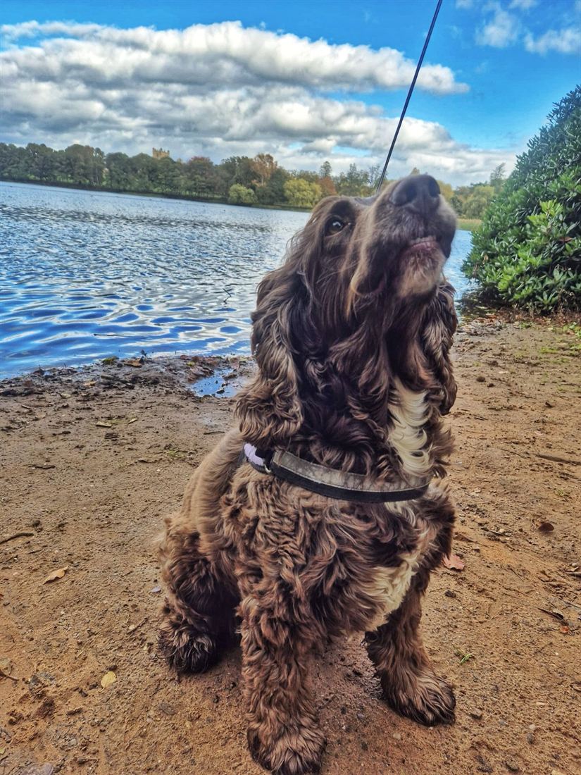 A spaniel sitting by the lake on a walk